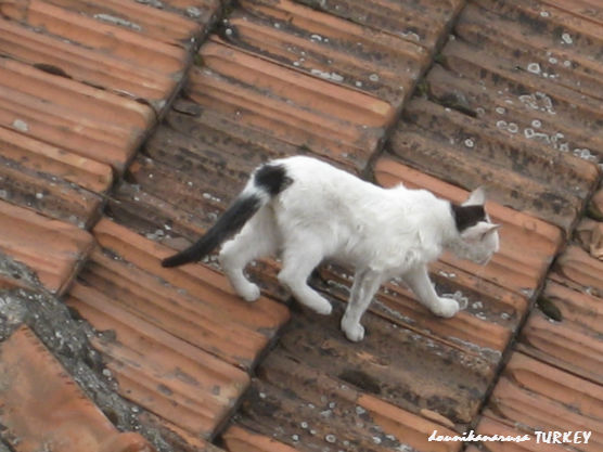 サフランボル猫 (2)