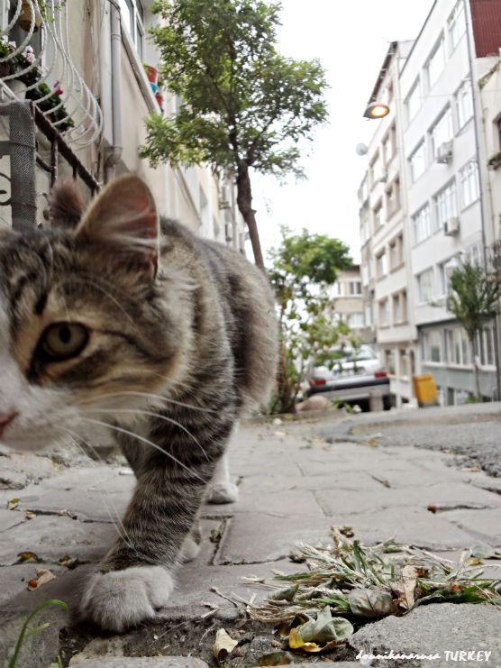 イスタンブール猫 (8)