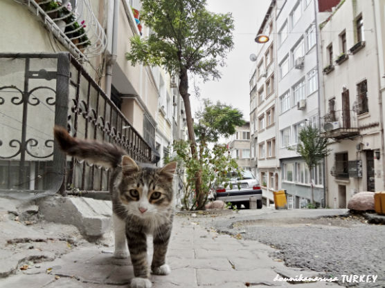 イスタンブール猫
