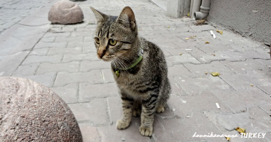 イスタンブール猫 (3)