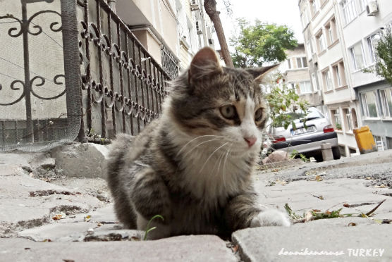 イスタンブール猫 (11)