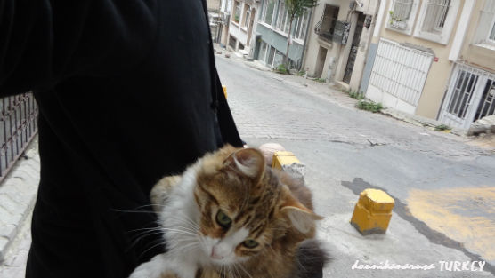 イスタンブール猫 (18)
